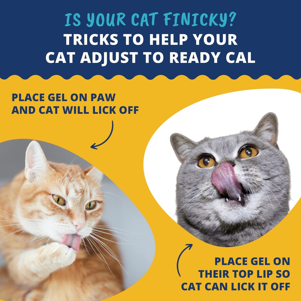 under-the-weather-pet-ready-cal-for-cats-4.jpg