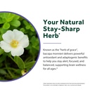 doctor-s-recipes-bacopa-monnieri-high-po-6.jpg