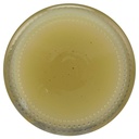 all-heal-salve-2-ounces-6.jpg