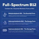bioactive-vitamin-b-complex-blood-stream-6.jpg