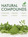 bacopa-supplement-bacopa-monnieri-brain--4.jpg