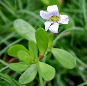 lost-empire-herbs-bacopa-bacopa-monnieri-6.jpg