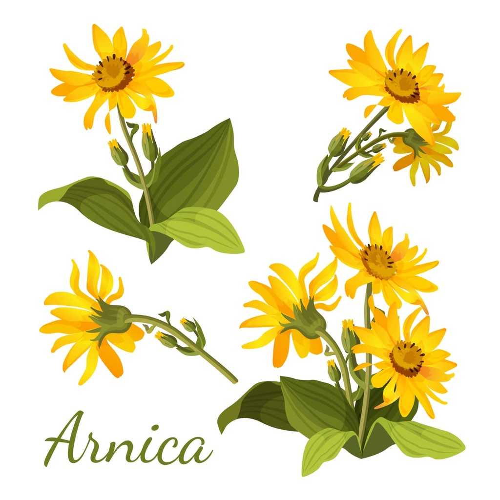 all-natural-arnica-muscle-balm-plant-bas-5.jpg