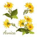 all-natural-arnica-muscle-balm-plant-bas-5.jpg