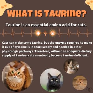taurine-for-cats-taurine-powder-for-all--3.jpg
