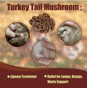 turkey-tail-mushroom-drops-for-dogs-cats-3.jpg