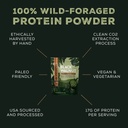 surthrival-black-walnut-protein-powder-w-3.jpg