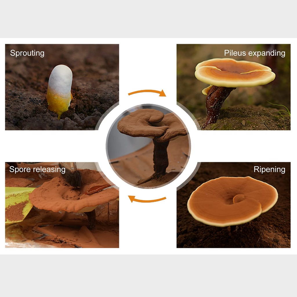 reishi-mushroom-spore-oil-supplement-gan-3.jpg