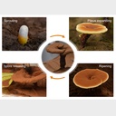 reishi-mushroom-spore-oil-supplement-gan-3.jpg