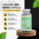 herb-to-body-organic-sea-moss-capsules-6-2.jpg