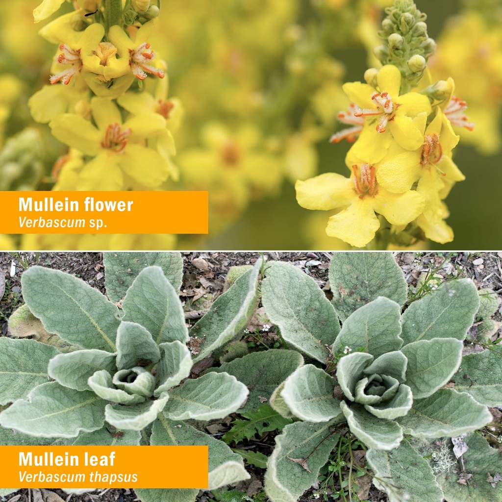 herb-pharm-certified-organic-mullein-ble-3.jpg