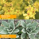 herb-pharm-certified-organic-mullein-ble-3.jpg