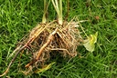 valerian-ayurvedic-promotes-rest-sleep-r-4.jpg