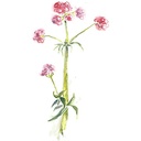 maui-medicinal-valerian-root-60-veggie-c-5.jpg
