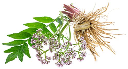maui-medicinal-valerian-root-60-veggie-c-6.jpg