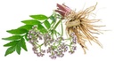maui-medicinal-valerian-root-60-veggie-c-6.jpg