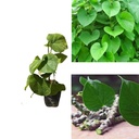 13-of-pack-fresh-neem-tree-giloy-plantat-6.jpg