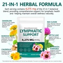 lymphatic-drainage-supplements-lymph-sys-2.jpg