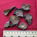 xyp-heishunpian-hei-shun-pian-zhi-fu-zi--3.jpg
