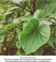 starwest-botanicals-kava-kava-root-c-s-4-4.jpg