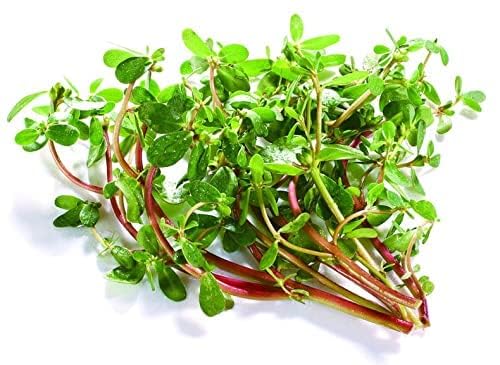 7-05ounce-200gram-dried-brahmi-leaves-or-3.jpg