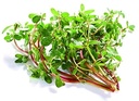 7-05ounce-200gram-dried-brahmi-leaves-or-3.jpg