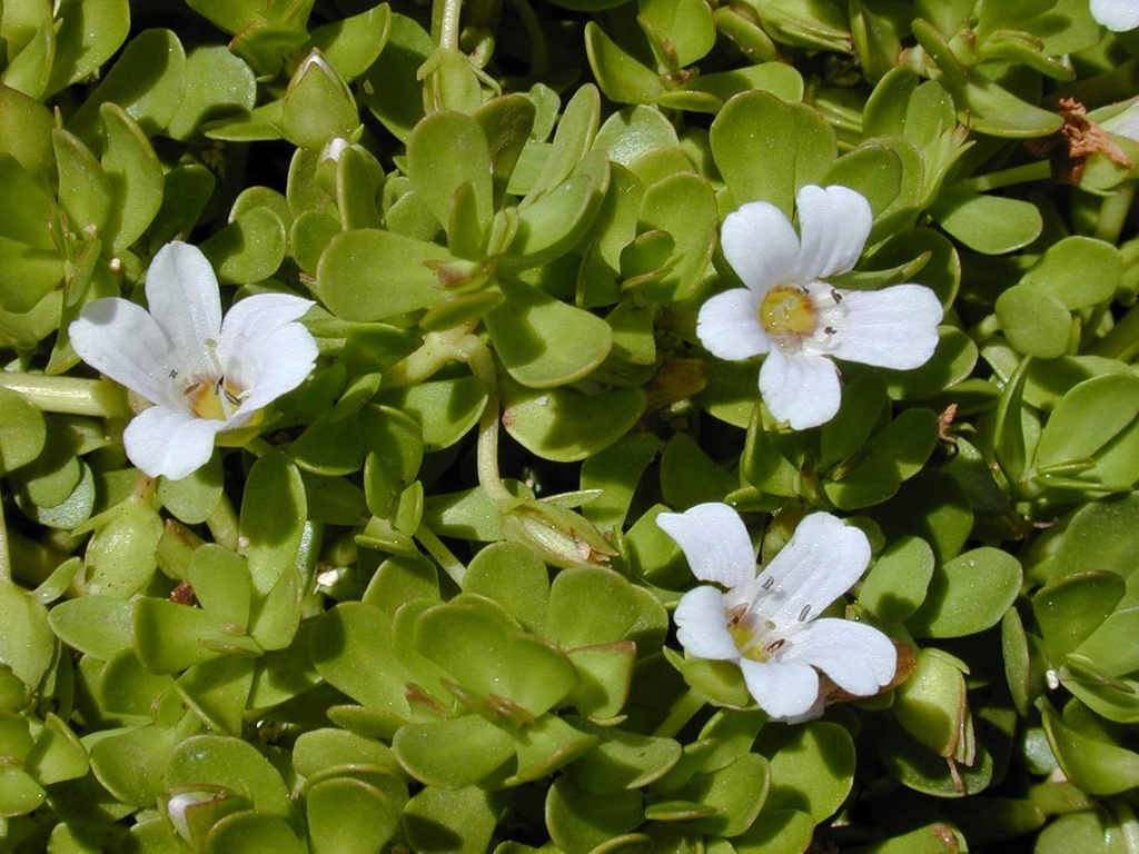 7-05ounce-200gram-dried-brahmi-leaves-or-5.jpg