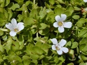 7-05ounce-200gram-dried-brahmi-leaves-or-5.jpg