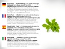 dr-wakde-s-brahmi-powder-bacopa-monniera-5.jpg