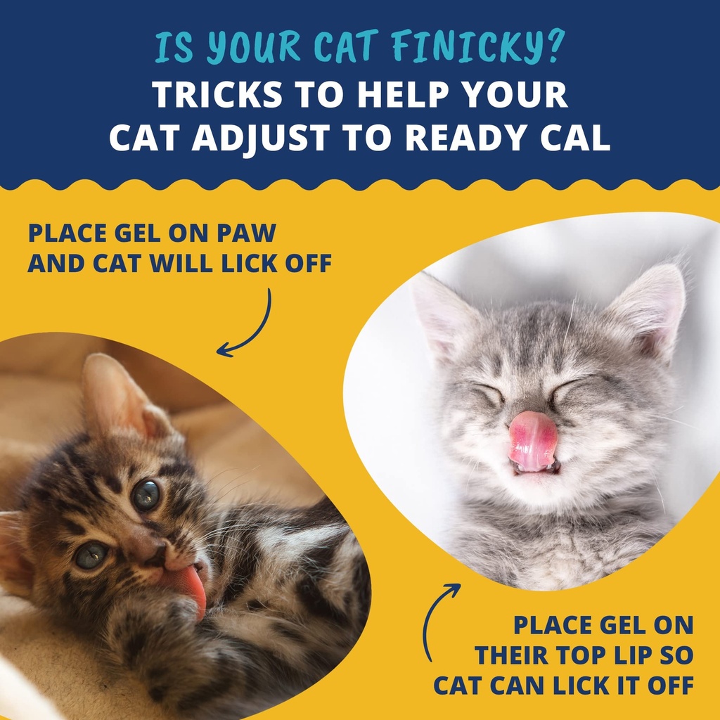 under-the-weather-pet-ready-cal-for-kitt-4.jpg