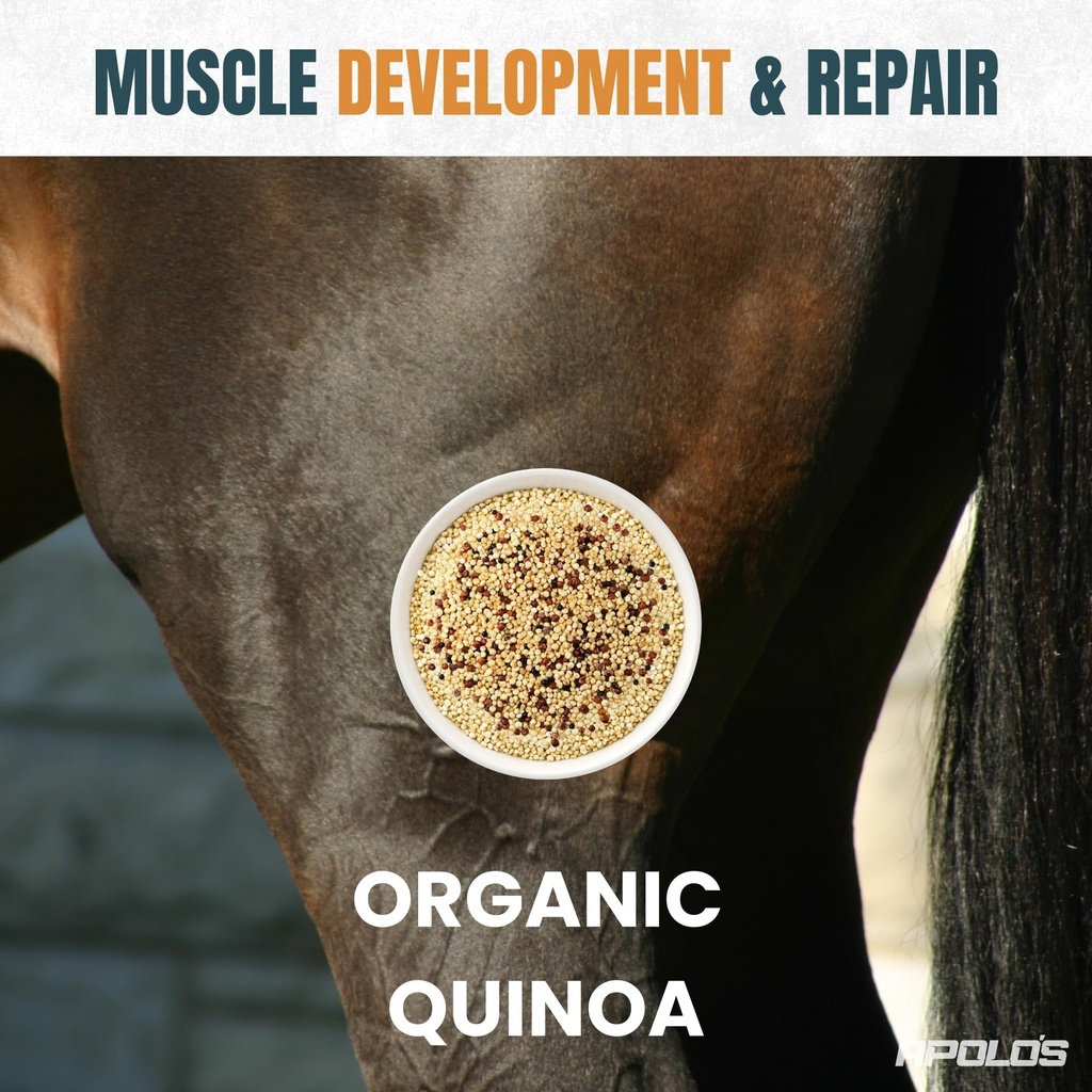 greenfit-apolo-s-100-natural-horse-suppl-5.jpg