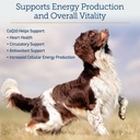 rx-vitamins-coq1030-coenzyme-q10-for-dog-3.jpg