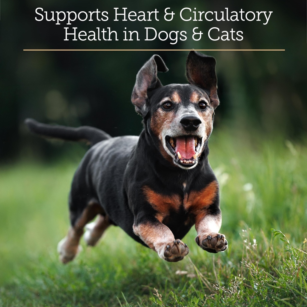 rx-vitamins-coq1030-coenzyme-q10-for-dog-2.jpg