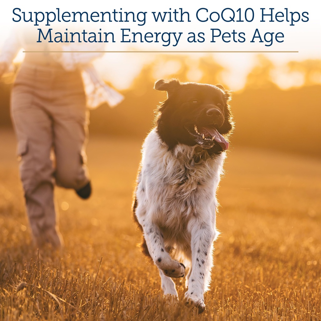 rx-vitamins-coq1030-coenzyme-q10-for-dog-5.jpg