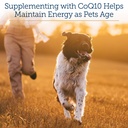 rx-vitamins-coq1030-coenzyme-q10-for-dog-5.jpg