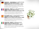 dr-wakde-s-manjistha-powder-rubia-cordif-4.jpg