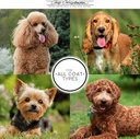 chris-christensen-mystic-ear-dog-ear-cle-3.jpg