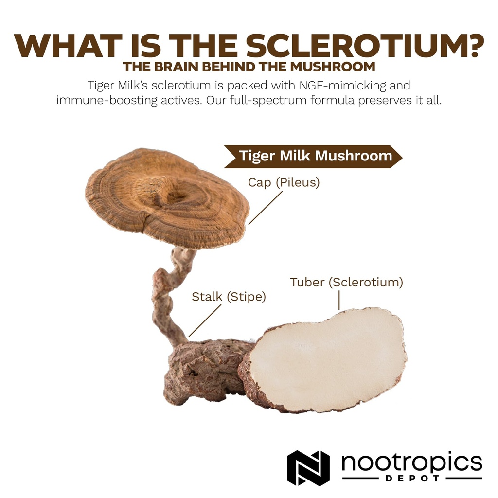 nootropics-depot-tiger-milk-mushroom-cap-5.jpg