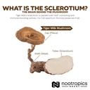 nootropics-depot-tiger-milk-mushroom-cap-5.jpg