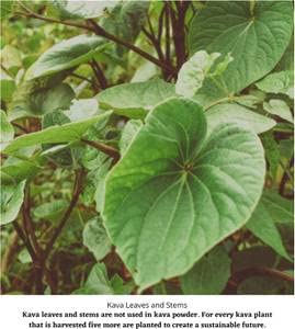 waka-kava-root-powder-1-lb-100-noble-kav-6.jpg