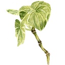 kava-root-extract-1oz-coconut-flavored-4.jpg