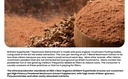 ellie-s-best-7-mushroom-powder-extract-b-2.jpg