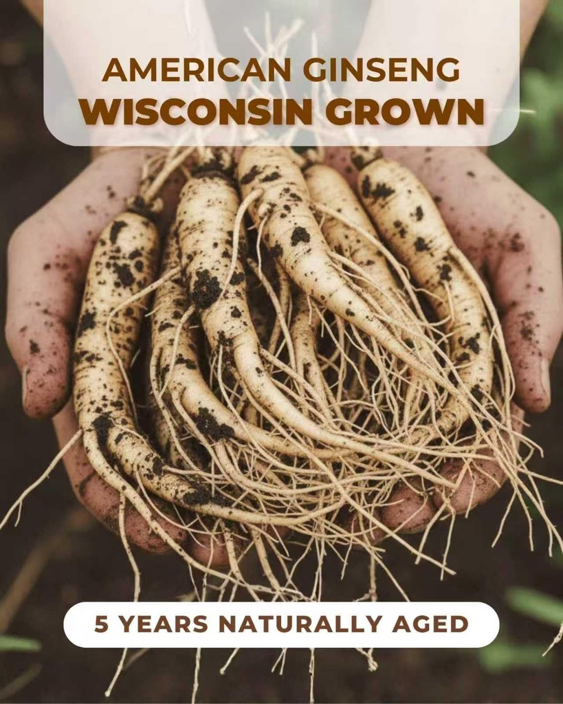 5-years-american-ginseng-roots-hand-sele-4.jpg