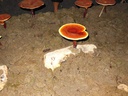 dragon-herbs-duanwood-reishi-spore-oil-s-5.jpg