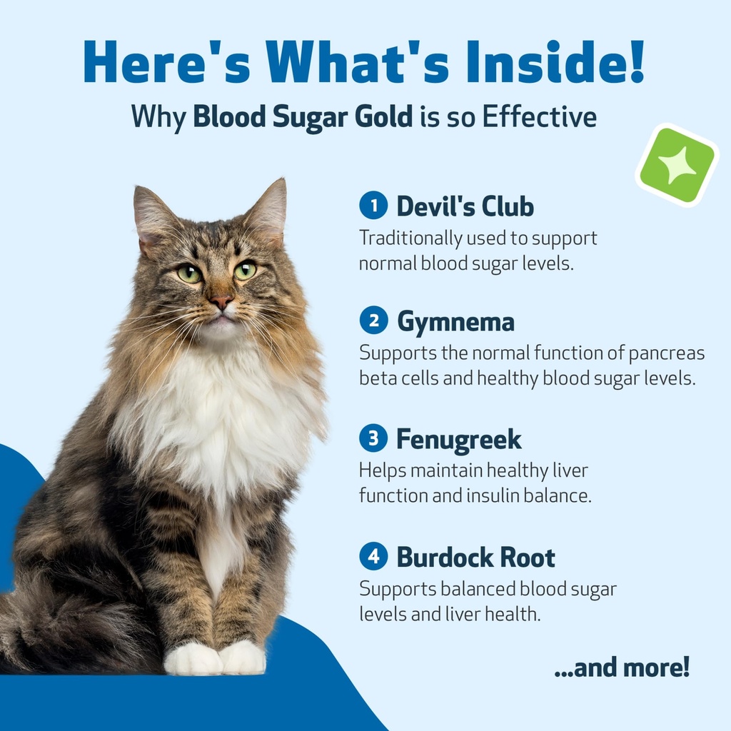 pet-wellbeing-blood-sugar-gold-cats-holi-3.jpg