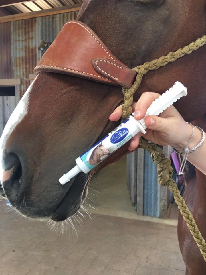 calming-paste-for-horses-relaxation-focu-2.jpg
