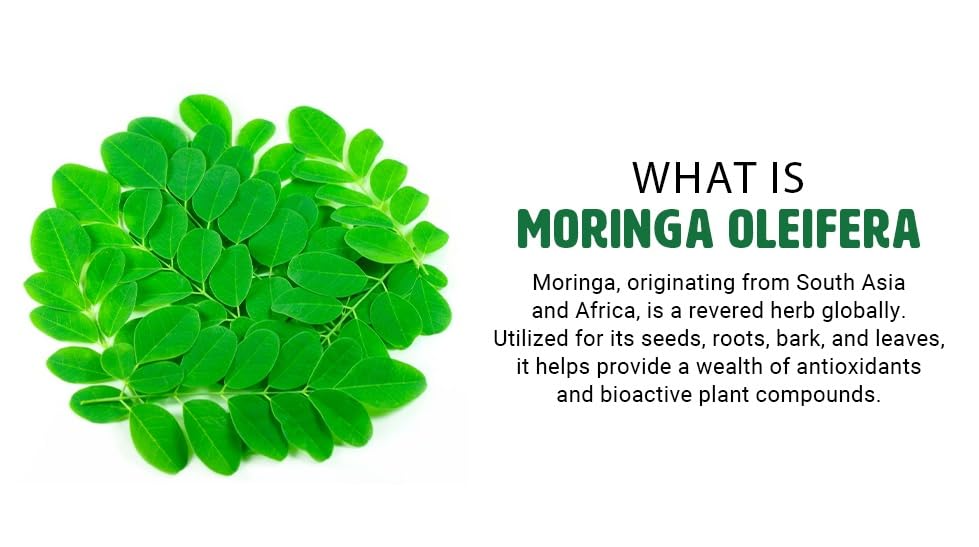 moringa-oleifera-leaf-and-seed-powder-80-6.jpg