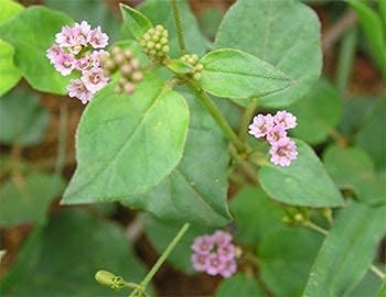 a-k-3v-products-mookirattai-powder-100g--2.jpg