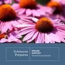 eclectic-herb-organic-echinacea-angustif-3.jpg
