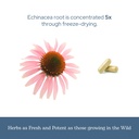 eclectic-herb-organic-echinacea-angustif-5.jpg